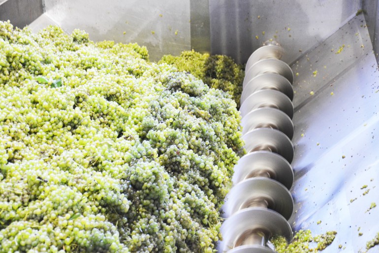 prosecco-ruggeri-styleshouts-uva-processo-produttivo